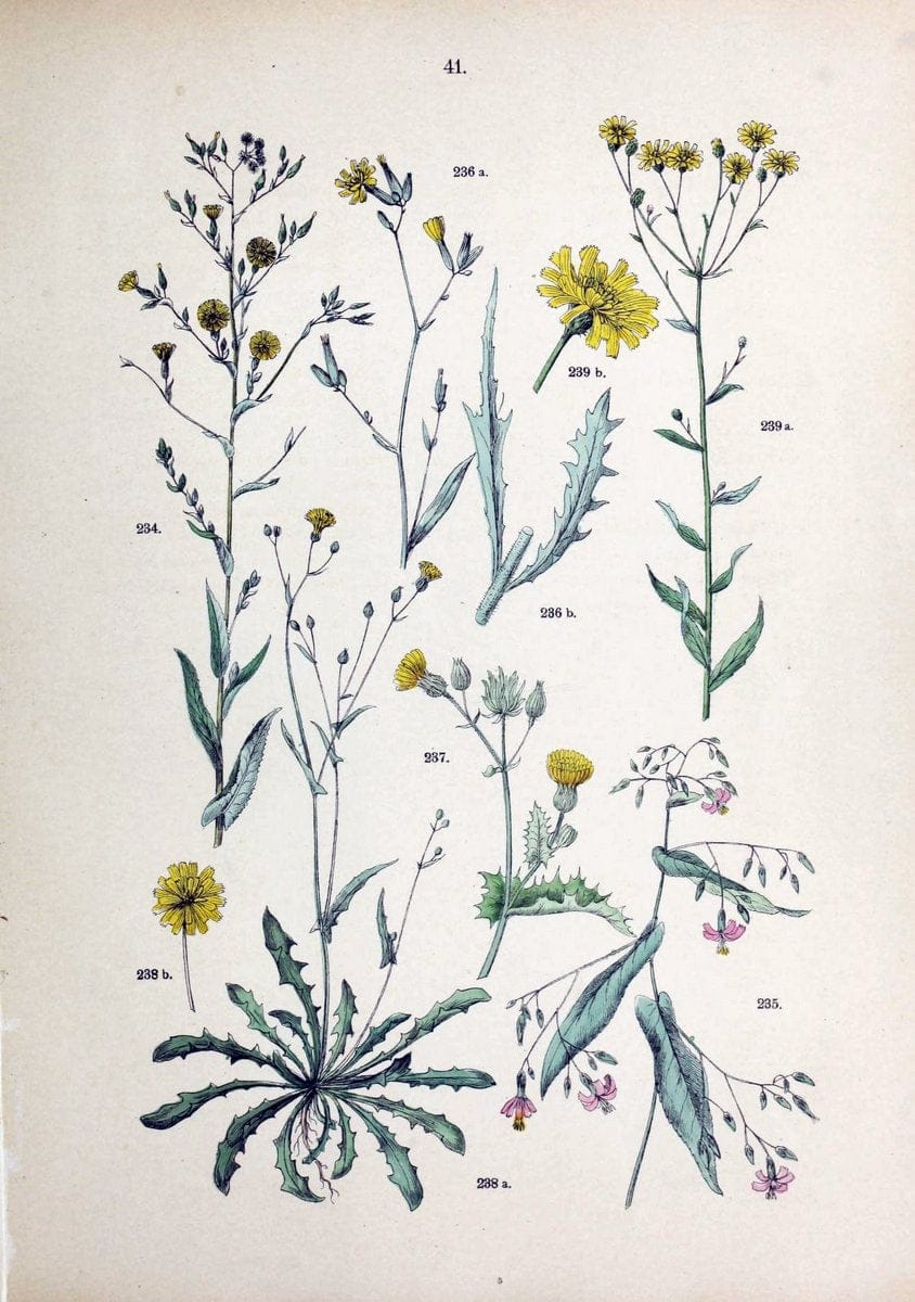 Botanischer bilder-atlas nach De Candolle's NatuÃŒË†rlichem pflanzensystem /.Stuttgart :Ju | Atlases Botany Classification Germany "Pictorial works" Plants | Vintage Print Reproduction 463113