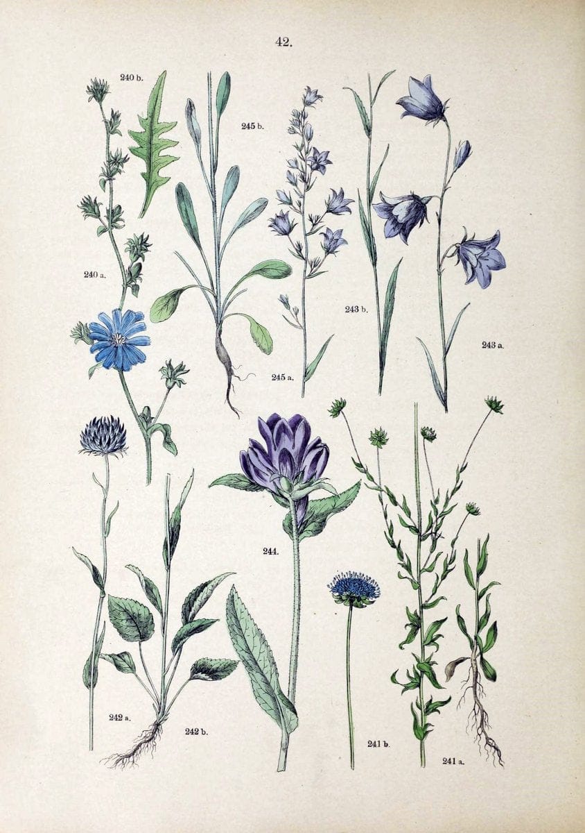 Botanischer bilder-atlas nach De Candolle's NatuÃŒË†rlichem pflanzensystem /.Stuttgart :Ju | Atlases Botany Classification Germany "Pictorial works" Plants | Vintage Print Reproduction 463114