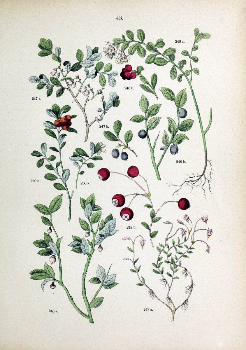 Botanischer bilder-atlas nach De Candolle's NatuÃŒË†rlichem pflanzensystem /.Stuttgart :Ju | Atlases Botany Classification Germany "Pictorial works" Plants | Vintage Print Reproduction 463115