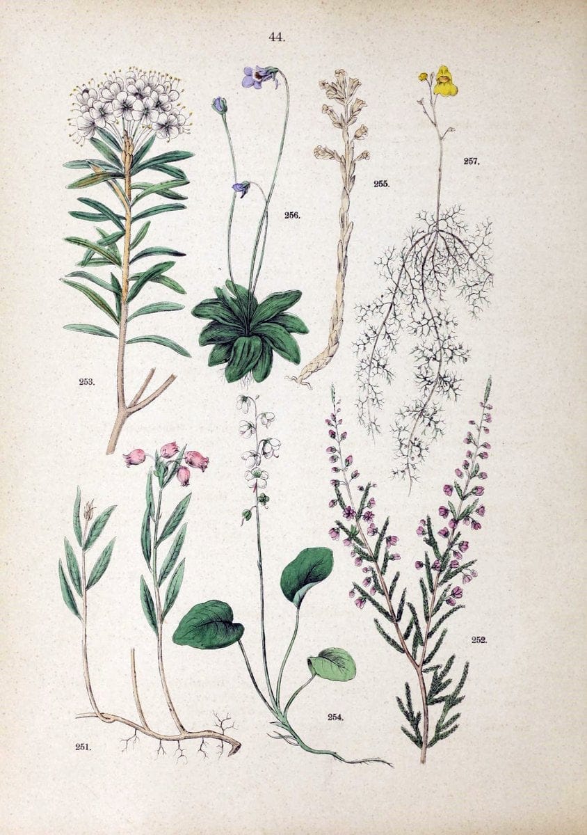 Botanischer bilder-atlas nach De Candolle's NatuÃŒË†rlichem pflanzensystem /.Stuttgart :Ju | Atlases Botany Classification Germany "Pictorial works" Plants | Vintage Print Reproduction 463116