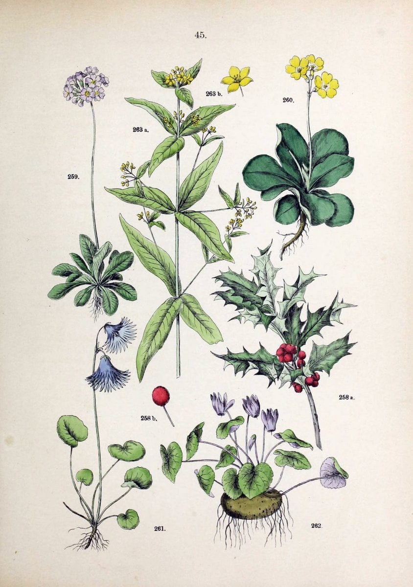 Botanischer bilder-atlas nach De Candolle's NatuÃŒË†rlichem pflanzensystem /.Stuttgart :Ju | Atlases Botany Classification Germany "Pictorial works" Plants | Vintage Print Reproduction 463117