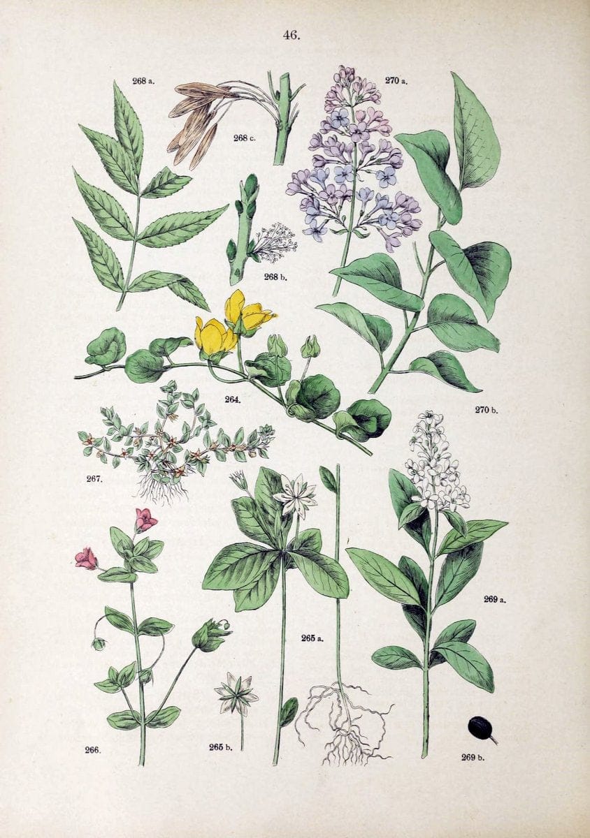 Botanischer bilder-atlas nach De Candolle's NatuÃŒË†rlichem pflanzensystem /.Stuttgart :Ju | Atlases Botany Classification Germany "Pictorial works" Plants | Vintage Print Reproduction 463118