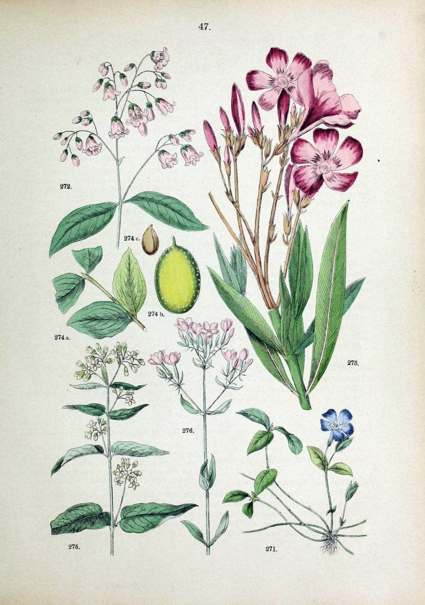 Botanischer bilder-atlas nach De Candolle's NatuÃŒË†rlichem pflanzensystem /.Stuttgart :Ju | Atlases Botany Classification Germany "Pictorial works" Plants | Vintage Print Reproduction 463119