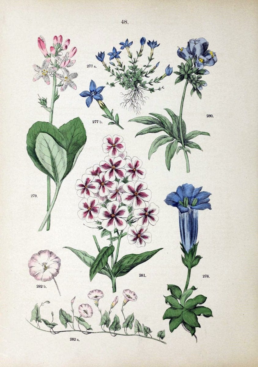 Botanischer bilder-atlas nach De Candolle's NatuÃŒË†rlichem pflanzensystem /.Stuttgart :Ju | Atlases Botany Classification Germany "Pictorial works" Plants | Vintage Print Reproduction 463120