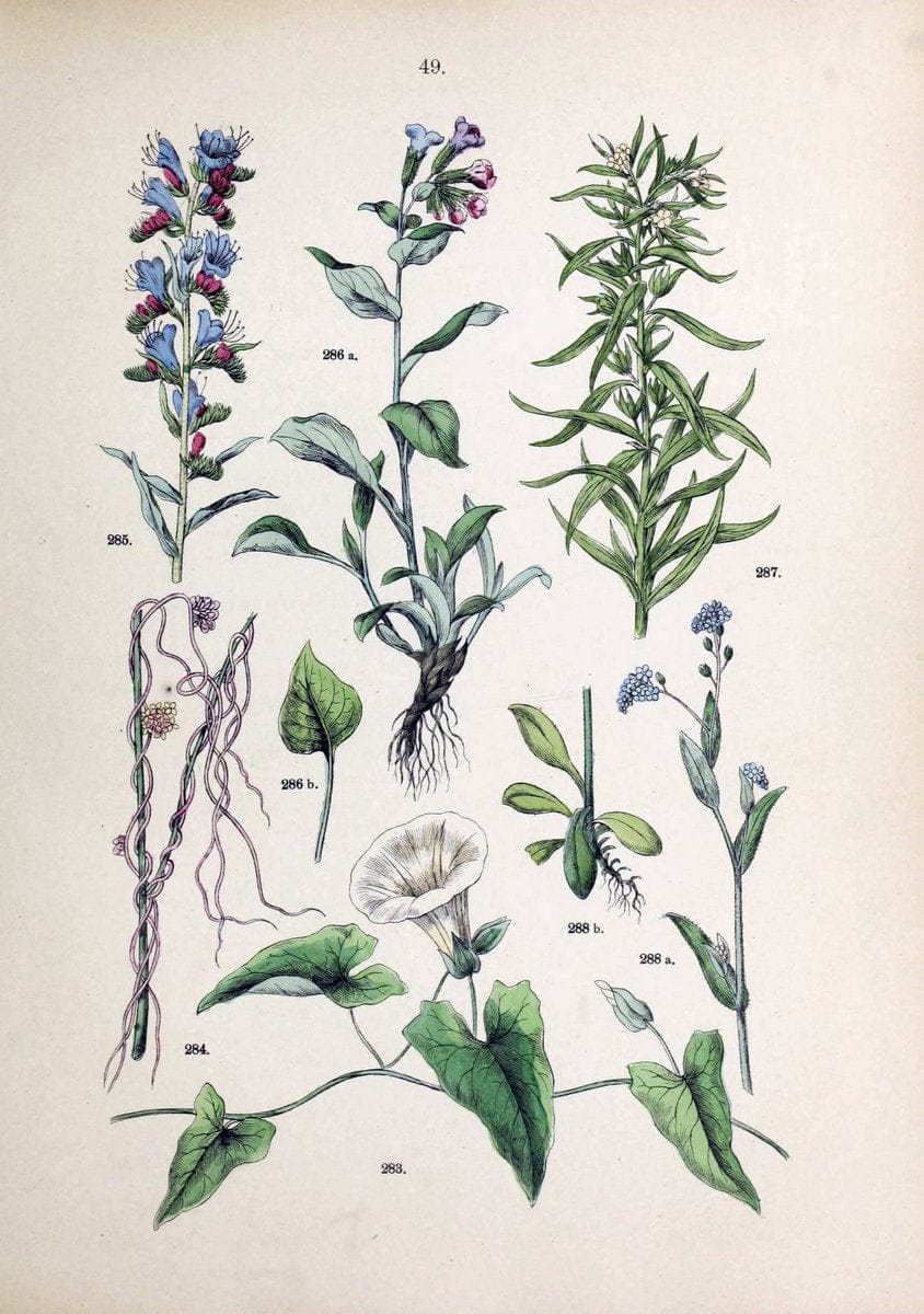 Botanischer bilder-atlas nach De Candolle's NatuÃŒË†rlichem pflanzensystem /.Stuttgart :Ju | Atlases Botany Classification Germany "Pictorial works" Plants | Vintage Print Reproduction 463121