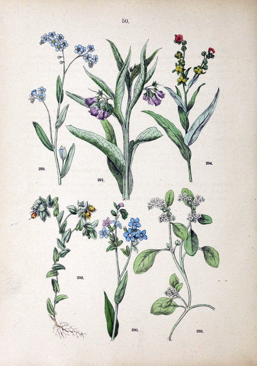 Botanischer bilder-atlas nach De Candolle's NatuÃŒË†rlichem pflanzensystem /.Stuttgart :Ju | Atlases Botany Classification Germany "Pictorial works" Plants | Vintage Print Reproduction 463122