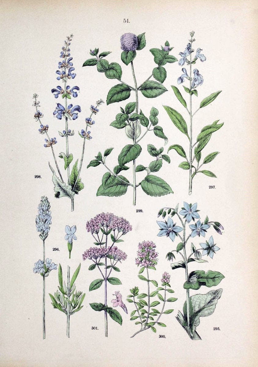 Botanischer bilder-atlas nach De Candolle's NatuÃŒË†rlichem pflanzensystem /.Stuttgart :Ju | Atlases Botany Classification Germany "Pictorial works" Plants | Vintage Print Reproduction 463123