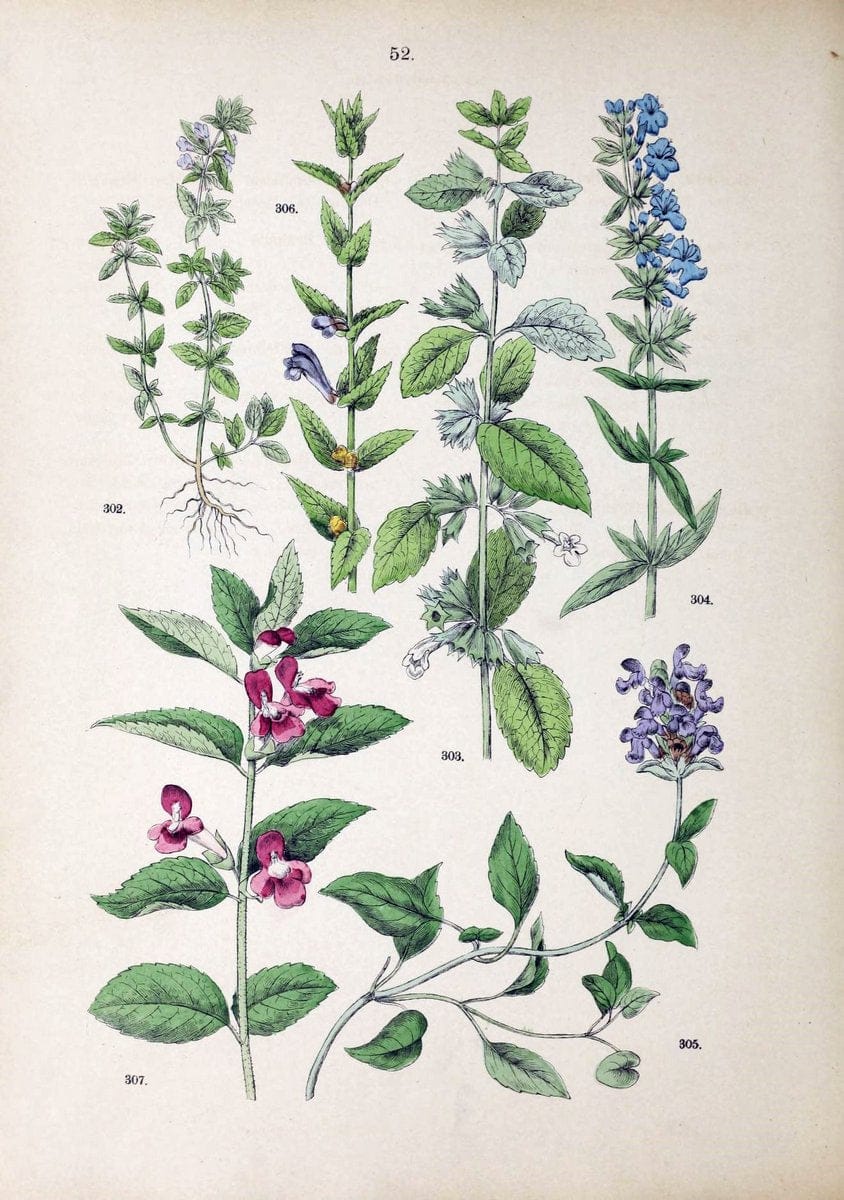 Botanischer bilder-atlas nach De Candolle's NatuÃŒË†rlichem pflanzensystem /.Stuttgart :Ju | Atlases Botany Classification Germany "Pictorial works" Plants | Vintage Print Reproduction 463124