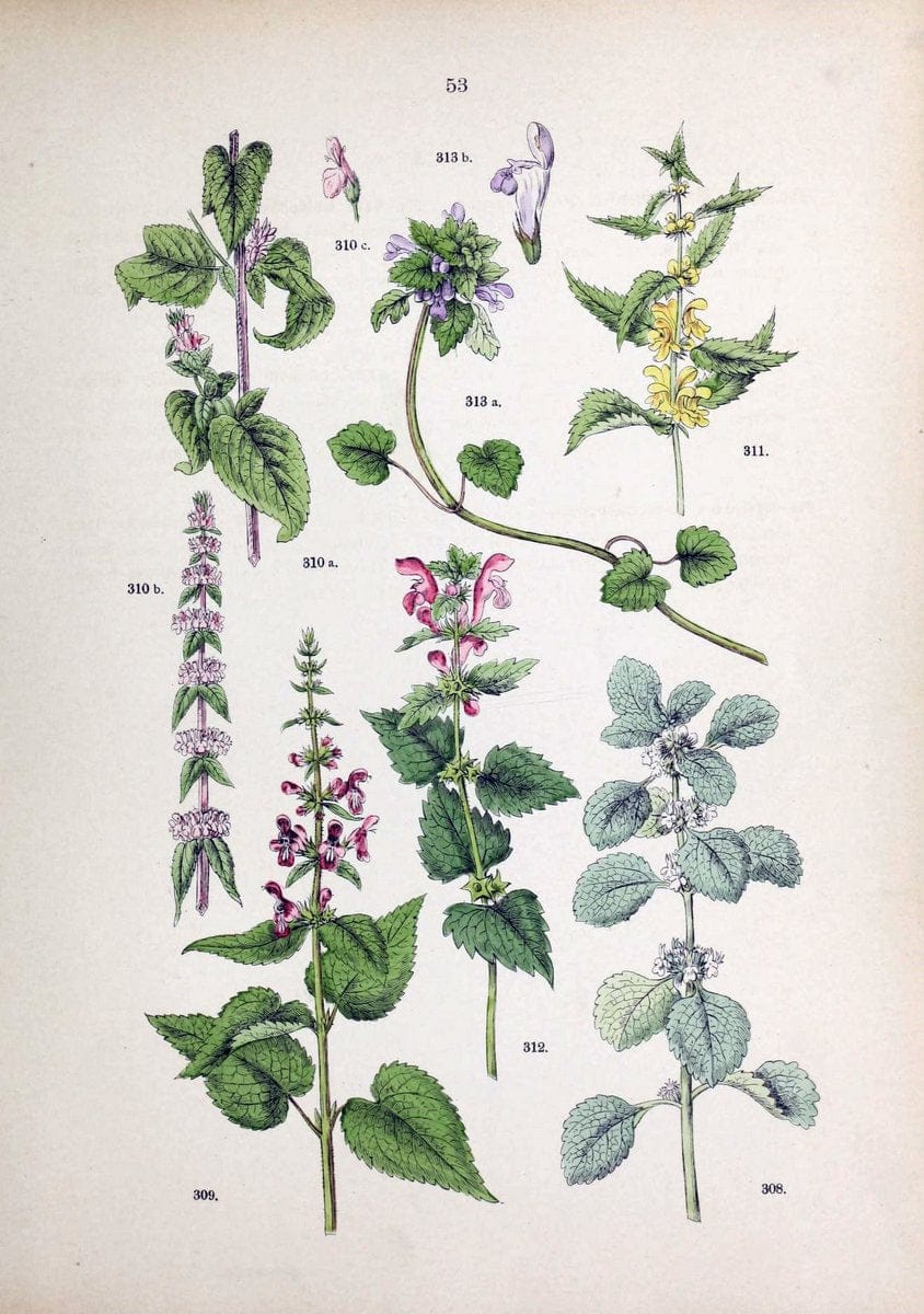 Botanischer bilder-atlas nach De Candolle's NatuÃŒË†rlichem pflanzensystem /.Stuttgart :Ju | Atlases Botany Classification Germany "Pictorial works" Plants | Vintage Print Reproduction 463125