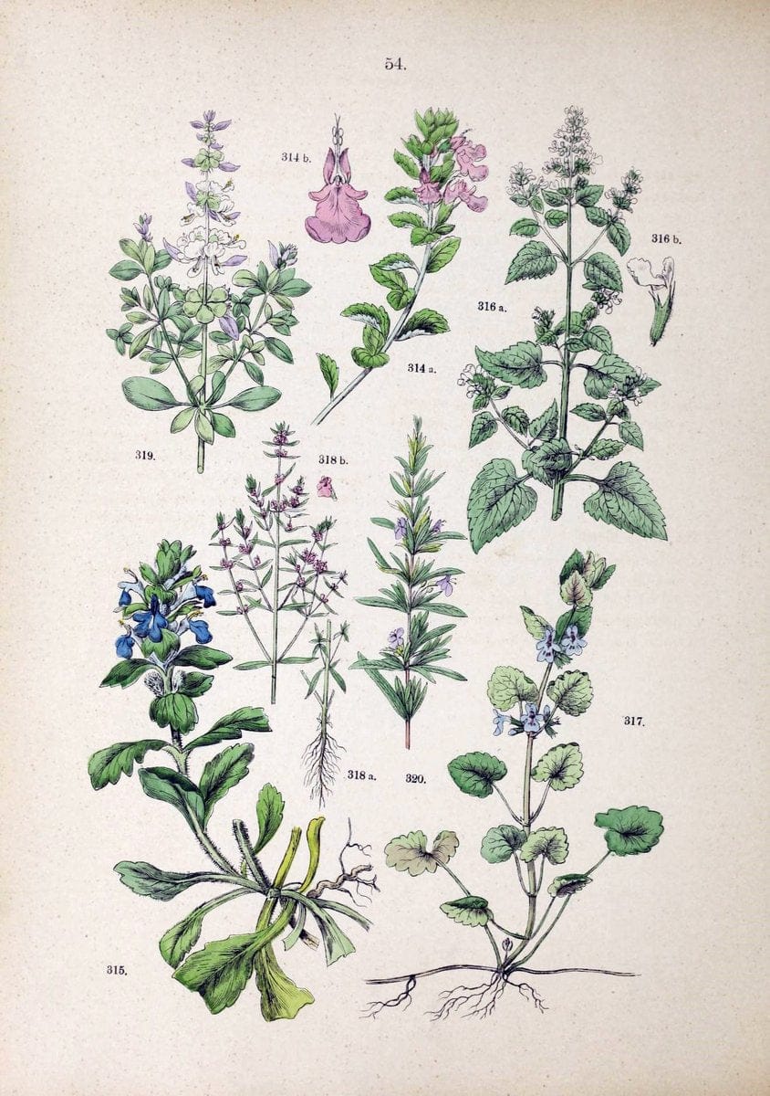 Botanischer bilder-atlas nach De Candolle's NatuÃŒË†rlichem pflanzensystem /.Stuttgart :Ju | Atlases Botany Classification Germany "Pictorial works" Plants | Vintage Print Reproduction 463126