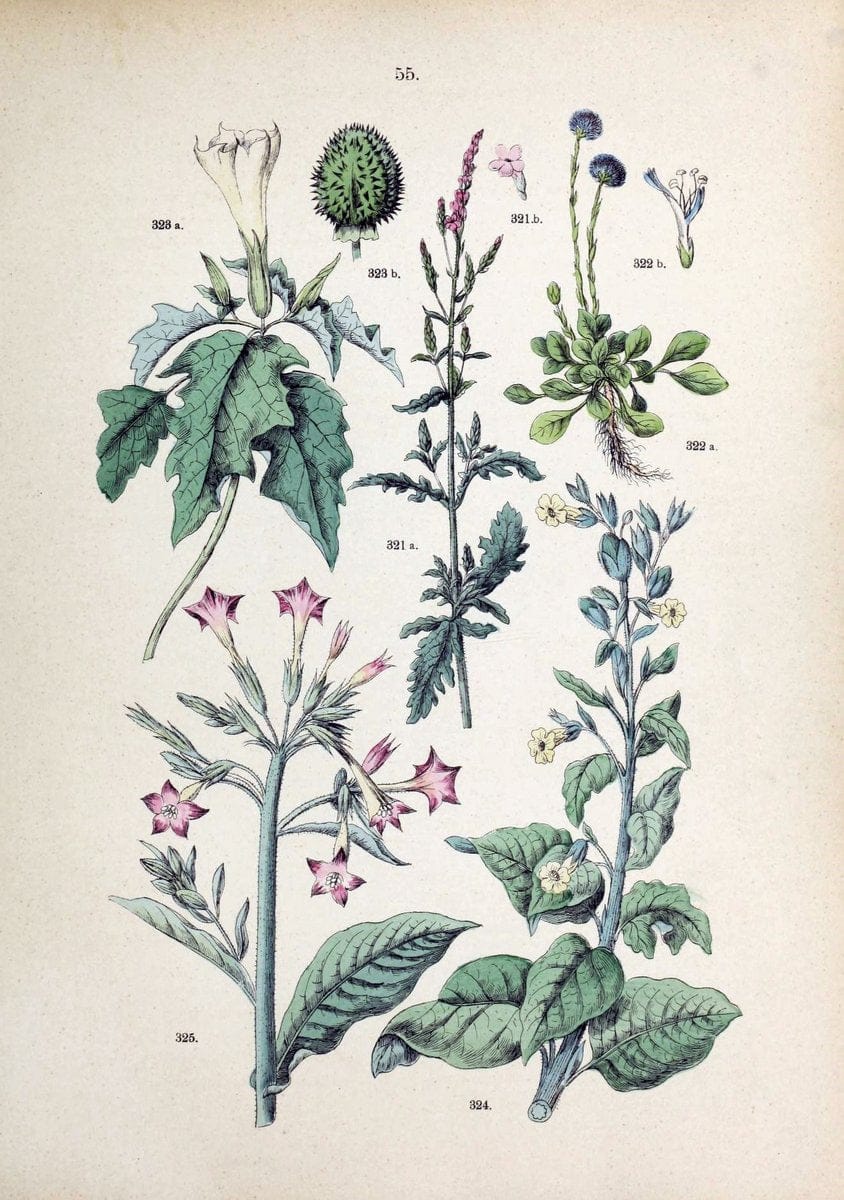 Botanischer bilder-atlas nach De Candolle's NatuÃŒË†rlichem pflanzensystem /.Stuttgart :Ju | Atlases Botany Classification Germany "Pictorial works" Plants | Vintage Print Reproduction 463127