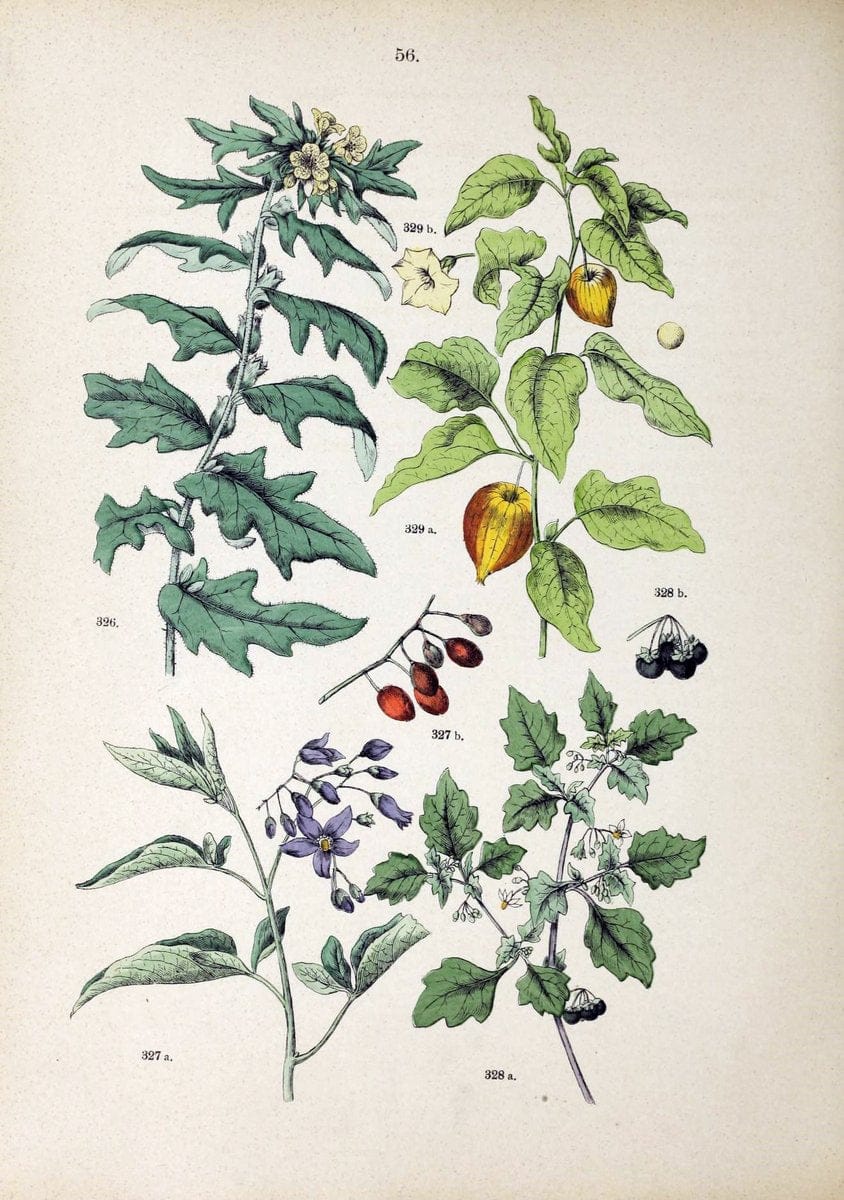 Botanischer bilder-atlas nach De Candolle's NatuÃŒË†rlichem pflanzensystem /.Stuttgart :Ju | Atlases Botany Classification Germany "Pictorial works" Plants | Vintage Print Reproduction 463128