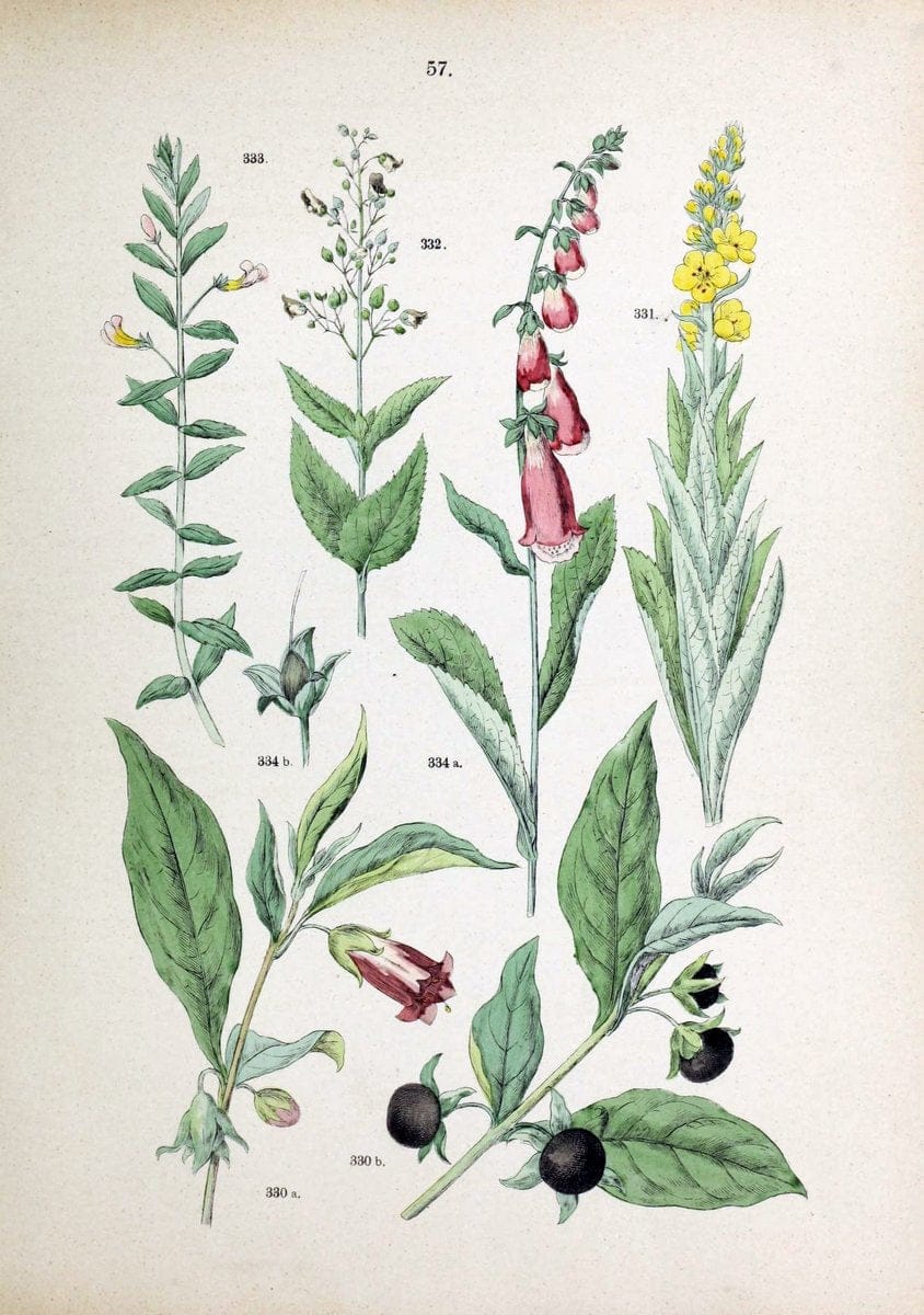 Botanischer bilder-atlas nach De Candolle's NatuÃŒË†rlichem pflanzensystem /.Stuttgart :Ju | Atlases Botany Classification Germany "Pictorial works" Plants | Vintage Print Reproduction 463129