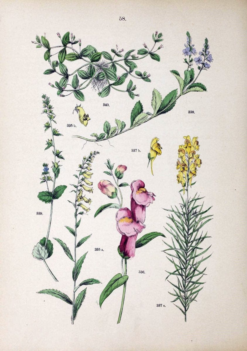 Botanischer bilder-atlas nach De Candolle's NatuÃŒË†rlichem pflanzensystem /.Stuttgart :Ju | Atlases Botany Classification Germany "Pictorial works" Plants | Vintage Print Reproduction 463130