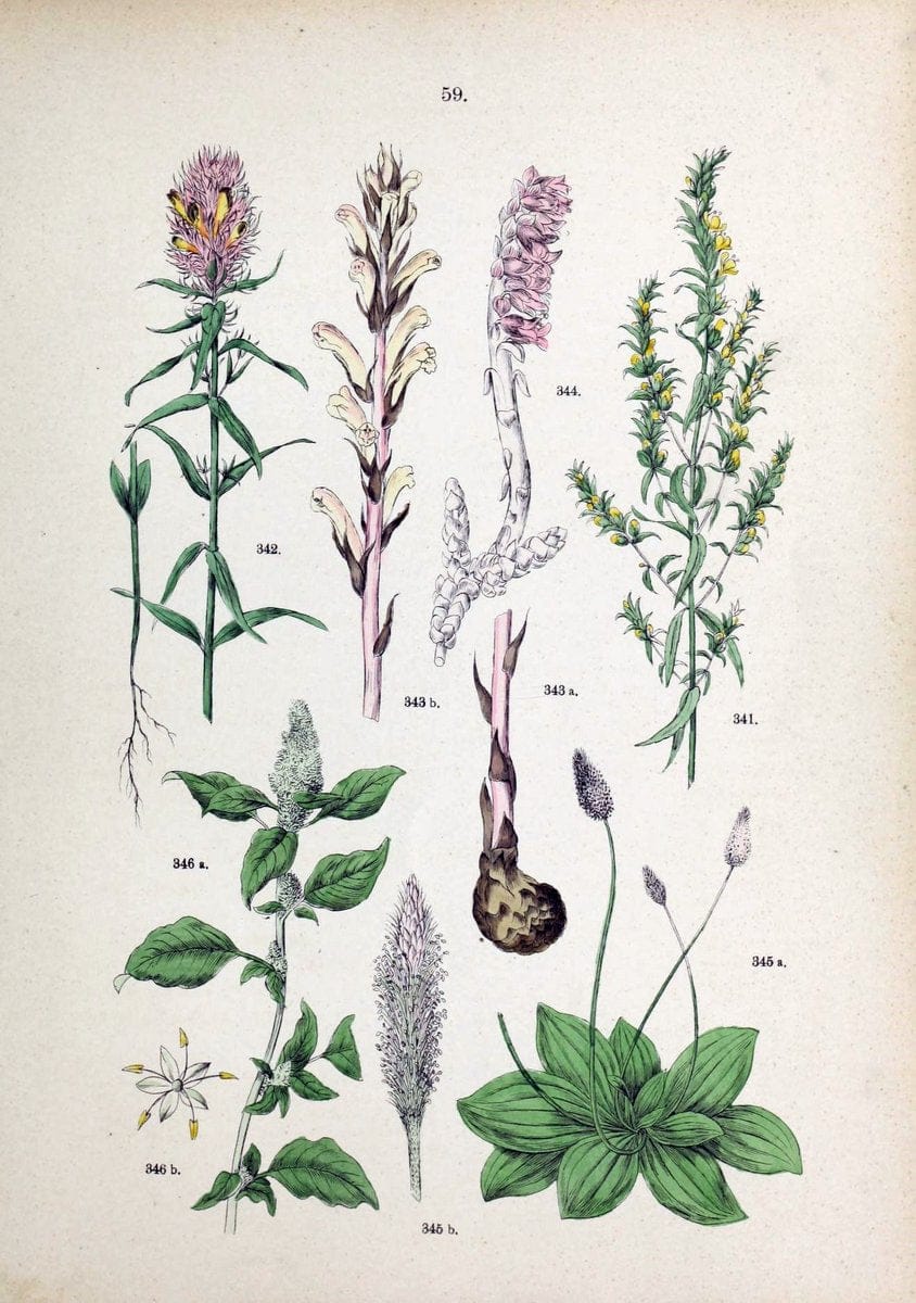 Botanischer bilder-atlas nach De Candolle's NatuÃŒË†rlichem pflanzensystem /.Stuttgart :Ju | Atlases Botany Classification Germany "Pictorial works" Plants | Vintage Print Reproduction 463131