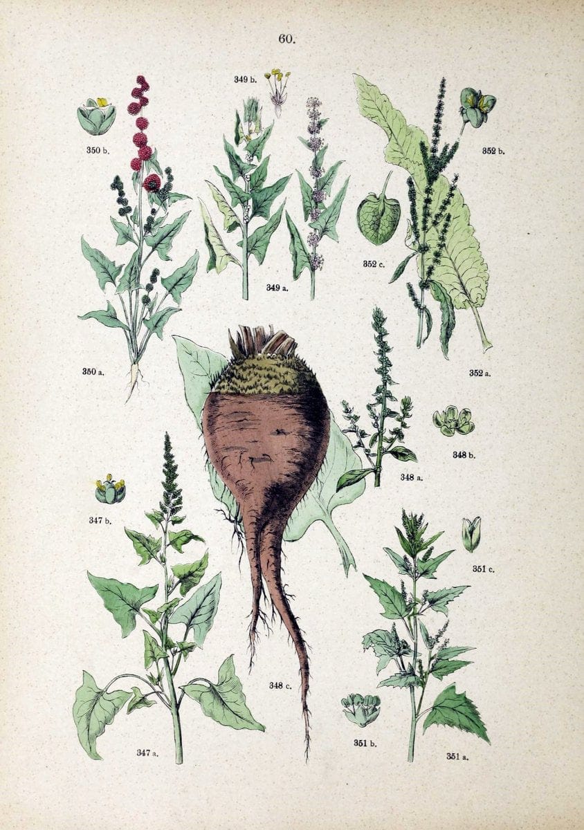 Botanischer bilder-atlas nach De Candolle's NatuÃŒË†rlichem pflanzensystem /.Stuttgart :Ju | Atlases Botany Classification Germany "Pictorial works" Plants | Vintage Print Reproduction 463132