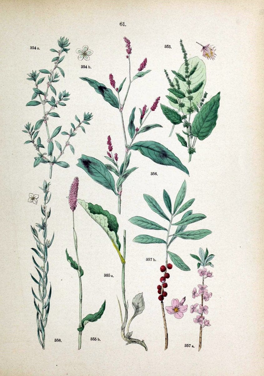 Botanischer bilder-atlas nach De Candolle's NatuÃŒË†rlichem pflanzensystem /.Stuttgart :Ju | Atlases Botany Classification Germany "Pictorial works" Plants | Vintage Print Reproduction 463133