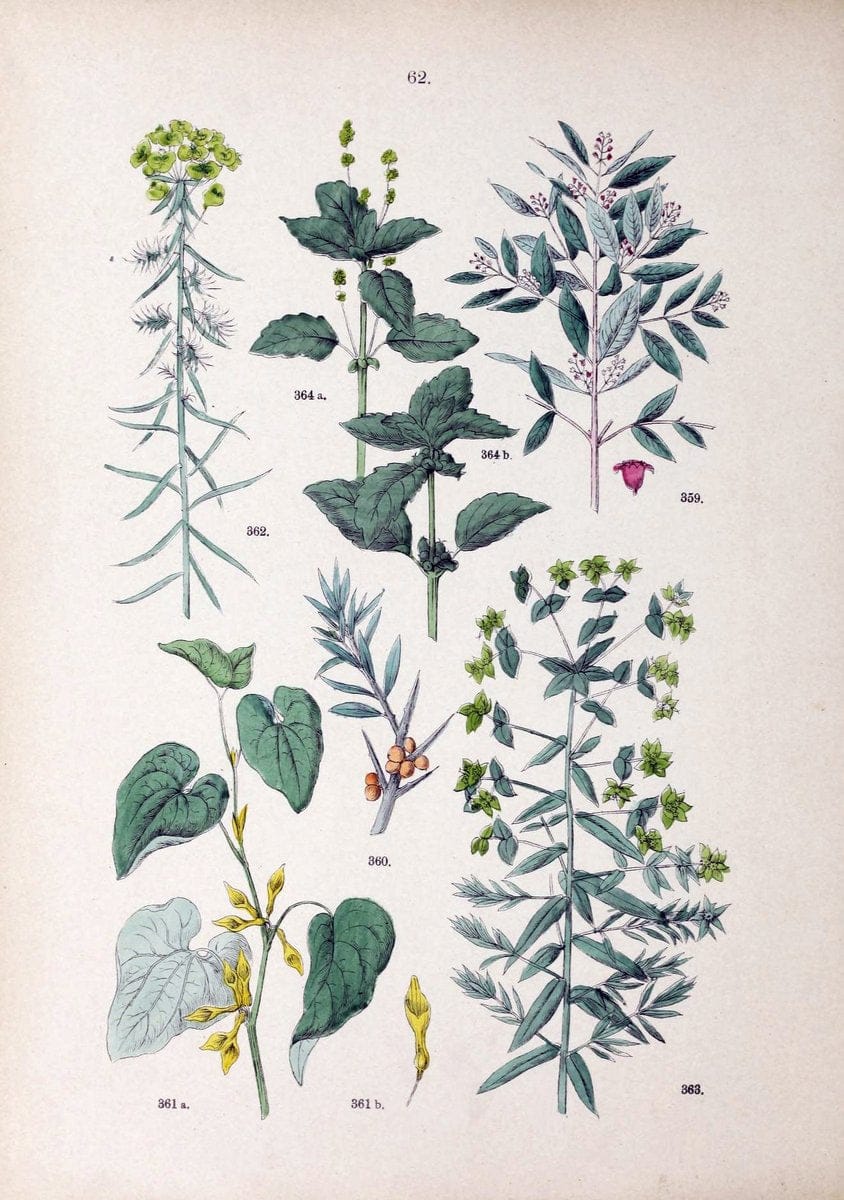 Botanischer bilder-atlas nach De Candolle's NatuÃŒË†rlichem pflanzensystem /.Stuttgart :Ju | Atlases Botany Classification Germany "Pictorial works" Plants | Vintage Print Reproduction 463134