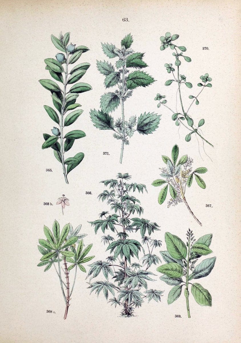 Botanischer bilder-atlas nach De Candolle's NatuÃŒË†rlichem pflanzensystem /.Stuttgart :Ju | Atlases Botany Classification Germany "Pictorial works" Plants | Vintage Print Reproduction 463135