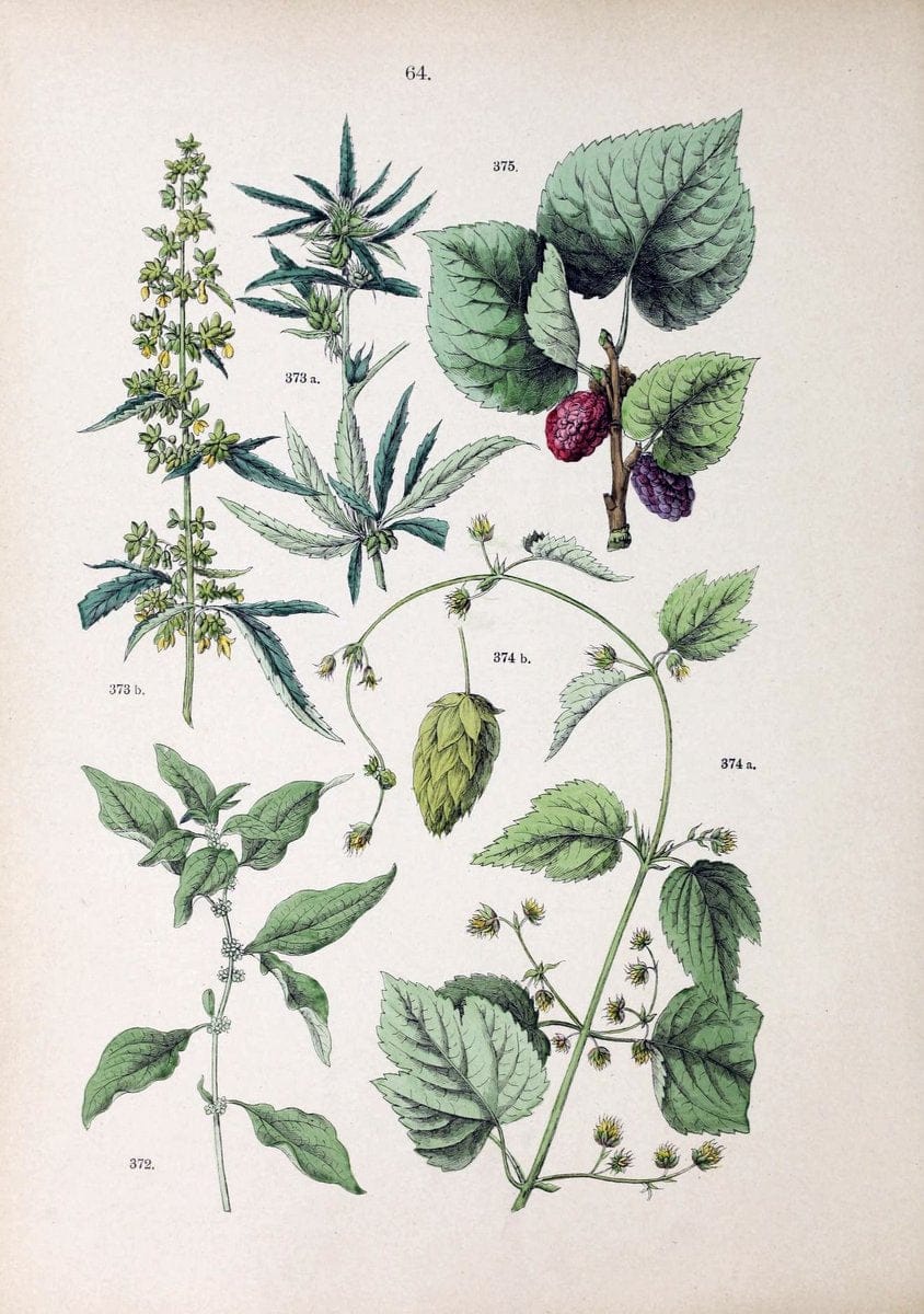 Botanischer bilder-atlas nach De Candolle's NatuÃŒË†rlichem pflanzensystem /.Stuttgart :Ju | Atlases Botany Classification Germany "Pictorial works" Plants | Vintage Print Reproduction 463136