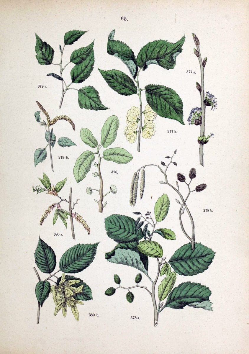 Botanischer bilder-atlas nach De Candolle's NatuÃŒË†rlichem pflanzensystem /.Stuttgart :Ju | Atlases Botany Classification Germany "Pictorial works" Plants | Vintage Print Reproduction 463137