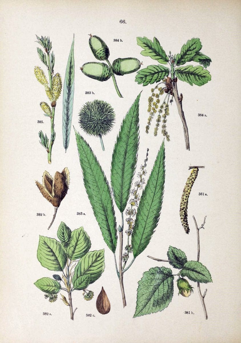 Botanischer bilder-atlas nach De Candolle's NatuÃŒË†rlichem pflanzensystem /.Stuttgart :Ju | Atlases Botany Classification Germany "Pictorial works" Plants | Vintage Print Reproduction 463138