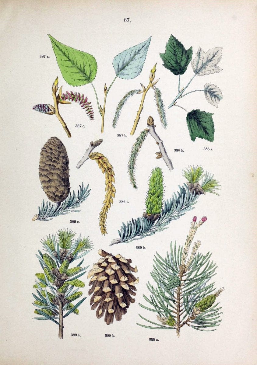 Botanischer bilder-atlas nach De Candolle's NatuÃŒË†rlichem pflanzensystem /.Stuttgart :Ju | Atlases Botany Classification Germany "Pictorial works" Plants | Vintage Print Reproduction 463139