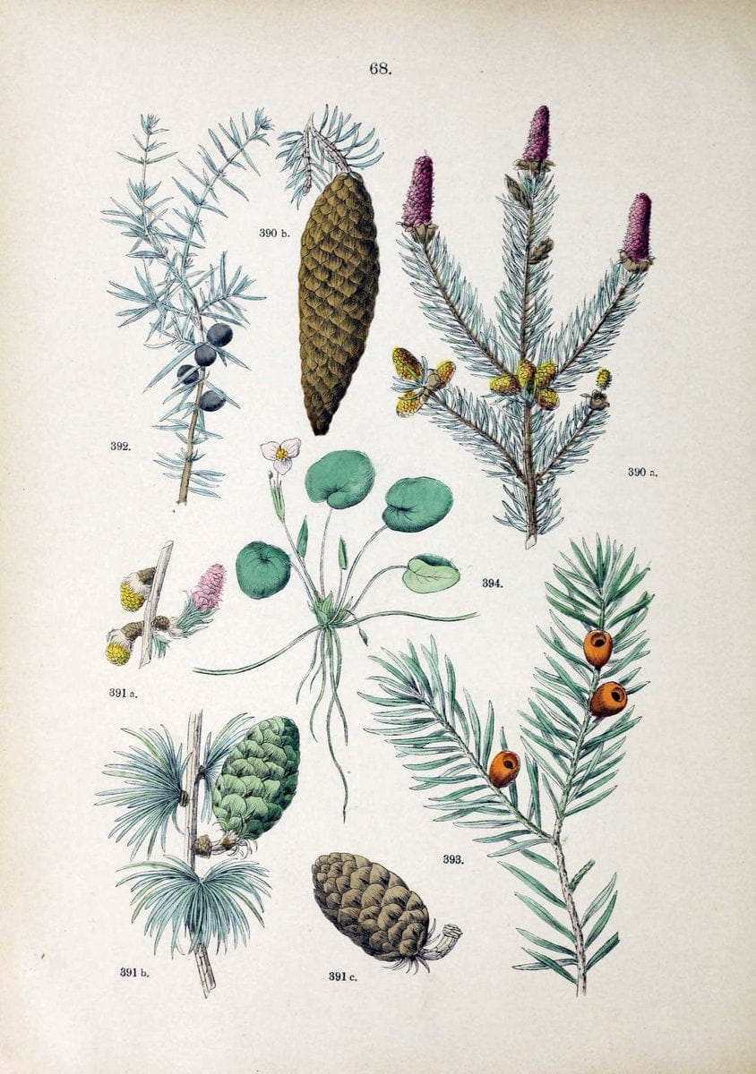 Botanischer bilder-atlas nach De Candolle's NatuÃŒË†rlichem pflanzensystem /.Stuttgart :Ju | Atlases Botany Classification Germany "Pictorial works" Plants | Vintage Print Reproduction 463140