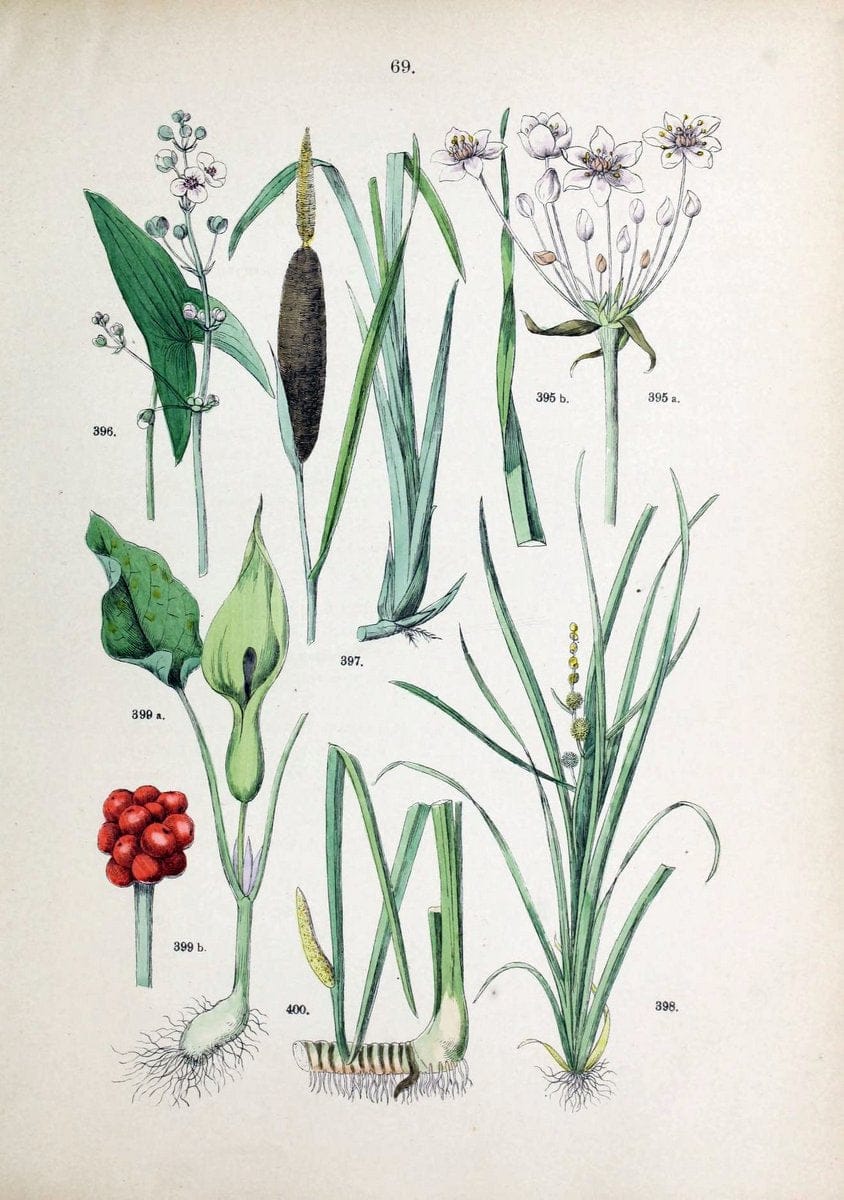 Botanischer bilder-atlas nach De Candolle's NatuÃŒË†rlichem pflanzensystem /.Stuttgart :Ju | Atlases Botany Classification Germany "Pictorial works" Plants | Vintage Print Reproduction 463141