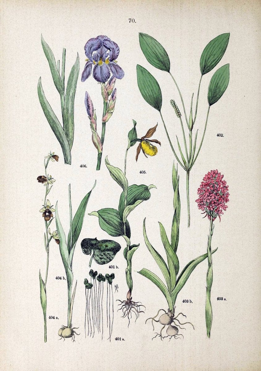 Botanischer bilder-atlas nach De Candolle's NatuÃŒË†rlichem pflanzensystem /.Stuttgart :Ju | Atlases Botany Classification Germany "Pictorial works" Plants | Vintage Print Reproduction 463142