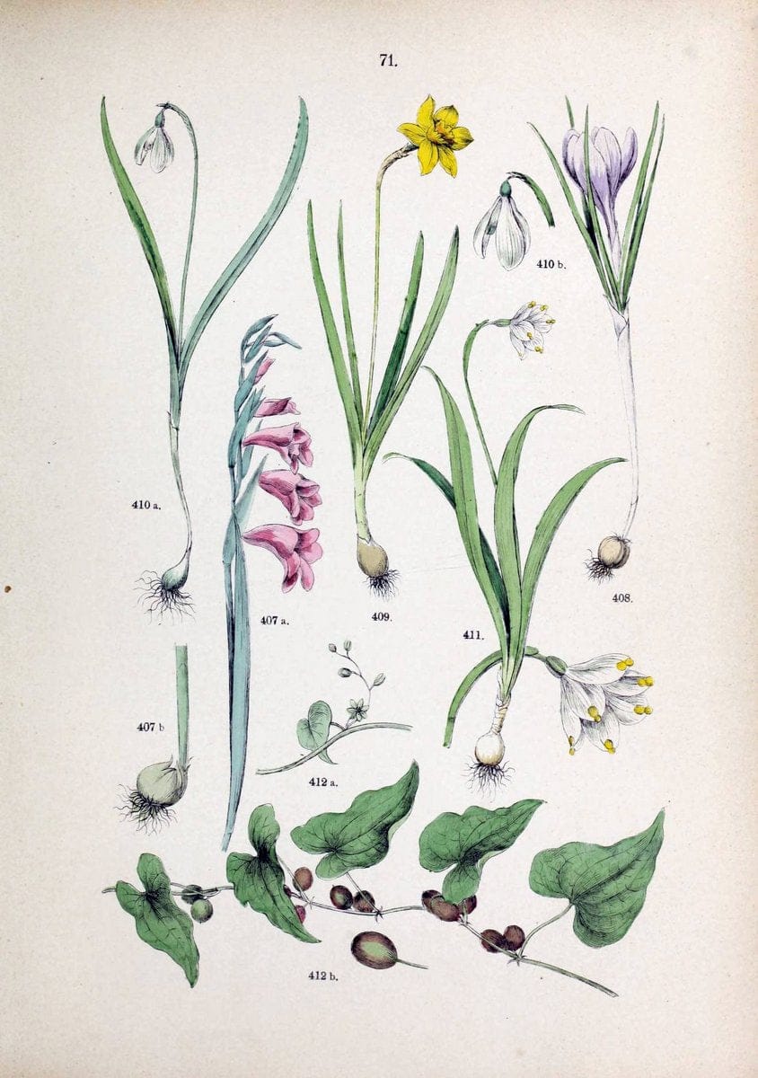 Botanischer bilder-atlas nach De Candolle's NatuÃŒË†rlichem pflanzensystem /.Stuttgart :Ju | Atlases Botany Classification Germany "Pictorial works" Plants | Vintage Print Reproduction 463143