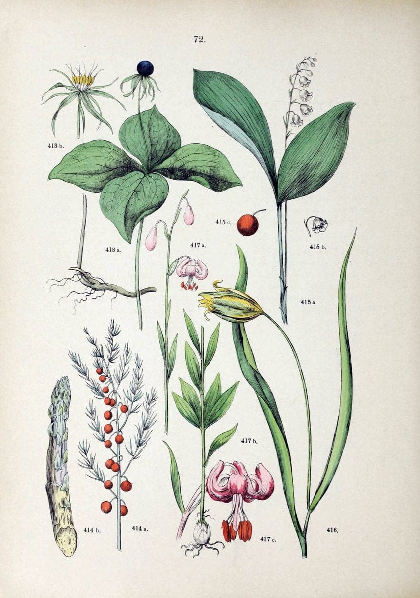 Botanischer bilder-atlas nach De Candolle's NatuÃŒË†rlichem pflanzensystem /.Stuttgart :Ju | Atlases Botany Classification Germany "Pictorial works" Plants | Vintage Print Reproduction 463144