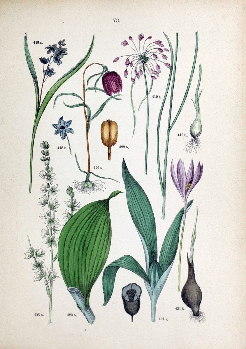 Botanischer bilder-atlas nach De Candolle's NatuÃŒË†rlichem pflanzensystem /.Stuttgart :Ju | Atlases Botany Classification Germany "Pictorial works" Plants | Vintage Print Reproduction 463145