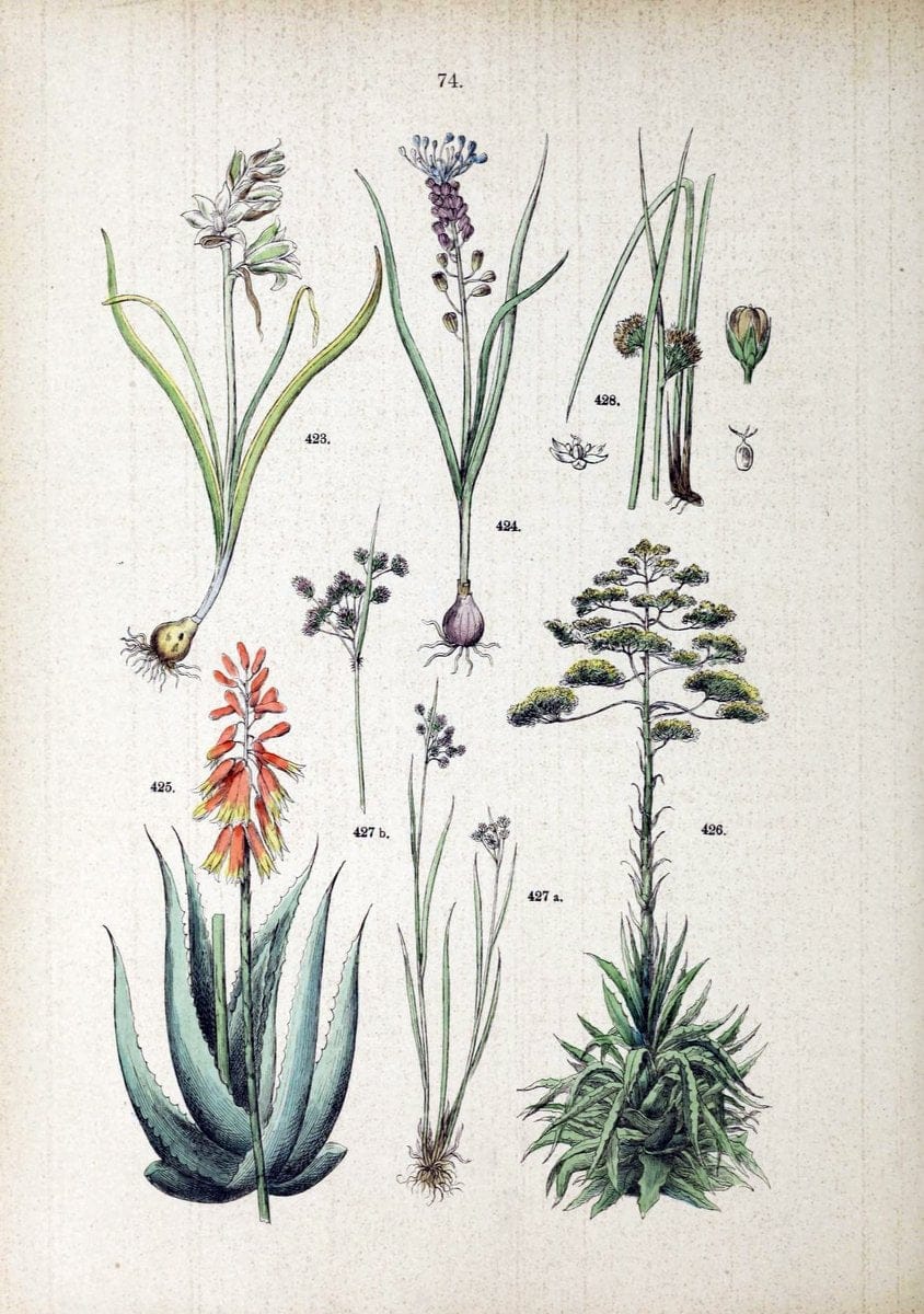 Botanischer bilder-atlas nach De Candolle's NatuÃŒË†rlichem pflanzensystem /.Stuttgart :Ju | Atlases Botany Classification Germany "Pictorial works" Plants | Vintage Print Reproduction 463146