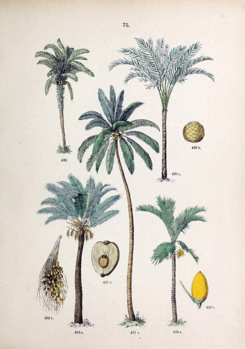 Botanischer bilder-atlas nach De Candolle's NatuÃŒË†rlichem pflanzensystem /.Stuttgart :Ju | Atlases Botany Classification Germany "Pictorial works" Plants | Vintage Print Reproduction 463147