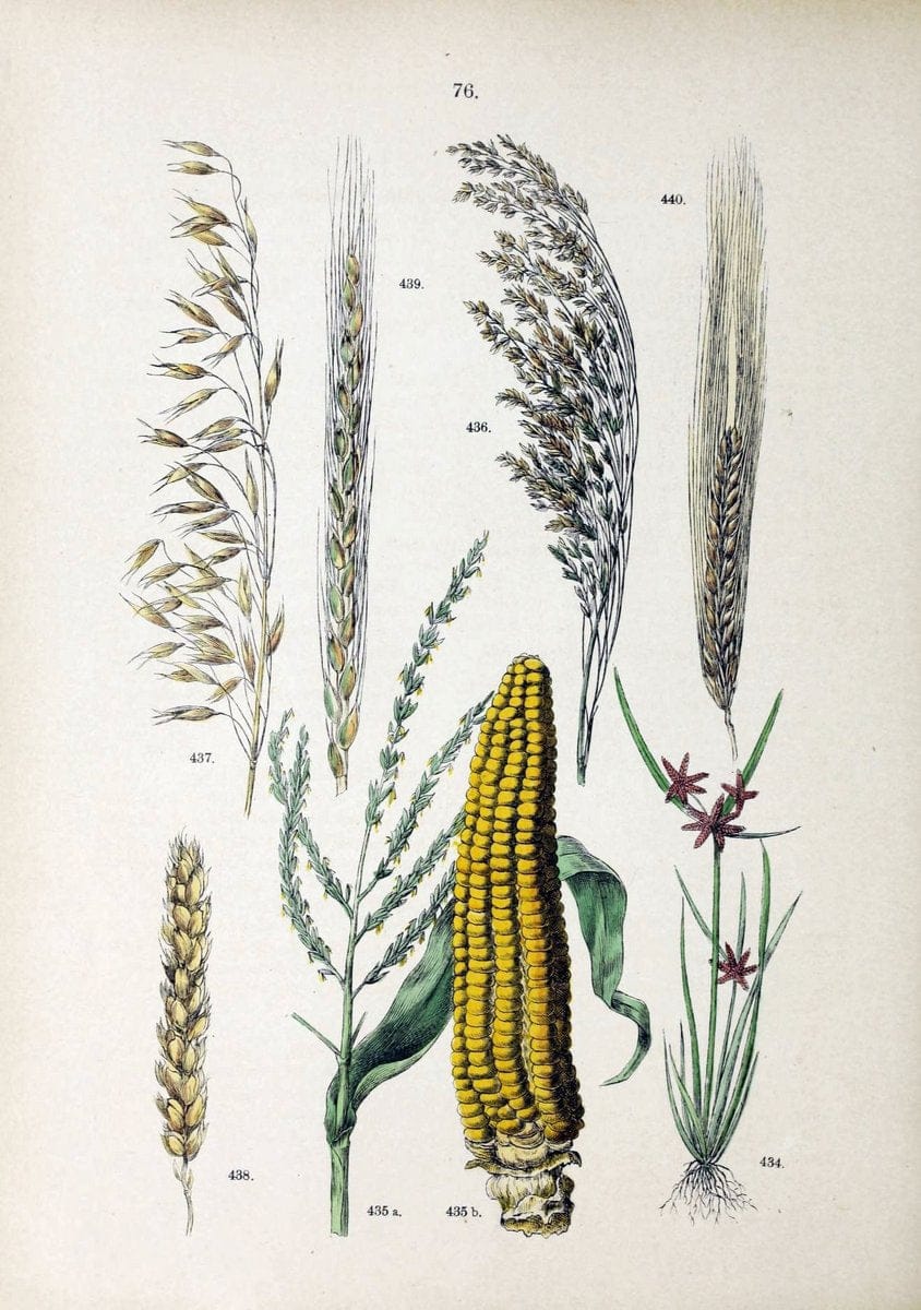 Botanischer bilder-atlas nach De Candolle's NatuÃŒË†rlichem pflanzensystem /.Stuttgart :Ju | Atlases Botany Classification Germany "Pictorial works" Plants | Vintage Print Reproduction 463148