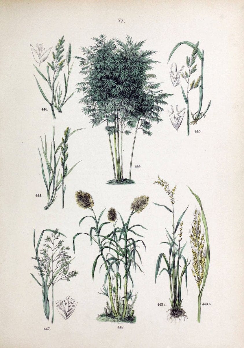 Botanischer bilder-atlas nach De Candolle's NatuÃŒË†rlichem pflanzensystem /.Stuttgart :Ju | Atlases Botany Classification Germany "Pictorial works" Plants | Vintage Print Reproduction 463149