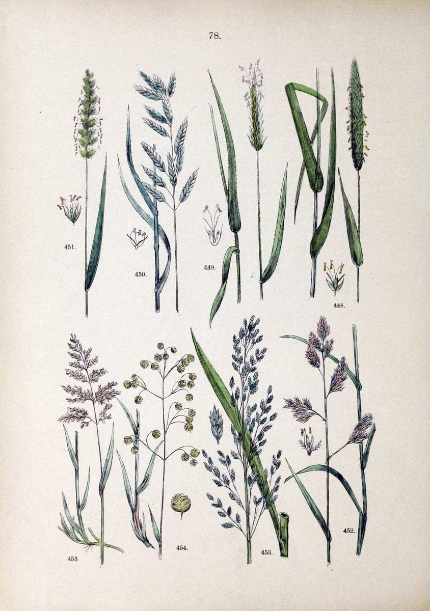 Botanischer bilder-atlas nach De Candolle's NatuÃŒË†rlichem pflanzensystem /.Stuttgart :Ju | Atlases Botany Classification Germany "Pictorial works" Plants | Vintage Print Reproduction 463150