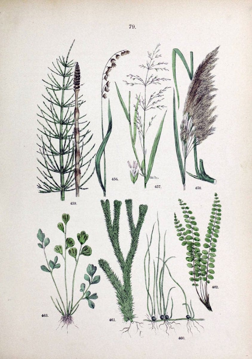 Botanischer bilder-atlas nach De Candolle's NatuÃŒË†rlichem pflanzensystem /.Stuttgart :Ju | Atlases Botany Classification Germany "Pictorial works" Plants | Vintage Print Reproduction 463151