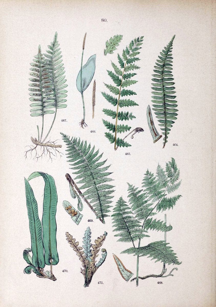Botanischer bilder-atlas nach De Candolle's NatuÃŒË†rlichem pflanzensystem /.Stuttgart :Ju | Atlases Botany Classification Germany "Pictorial works" Plants | Vintage Print Reproduction 463152