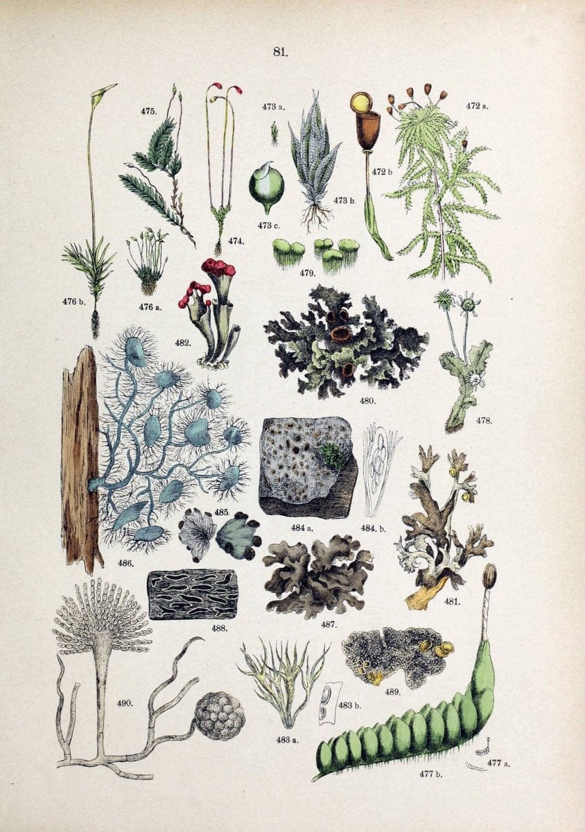 Botanischer bilder-atlas nach De Candolle's NatuÃŒË†rlichem pflanzensystem /.Stuttgart :Ju | Atlases Botany Classification Germany "Pictorial works" Plants | Vintage Print Reproduction 463153