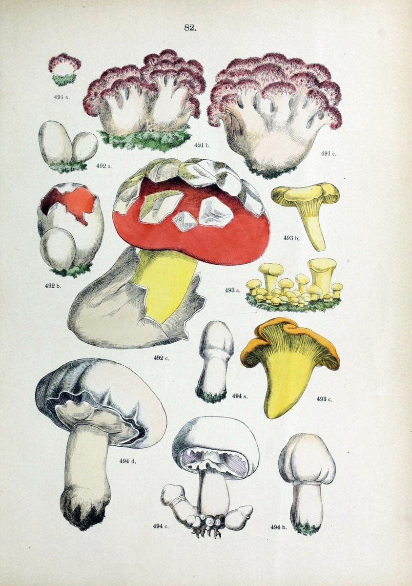 Botanischer bilder-atlas nach De Candolle's NatuÃŒË†rlichem pflanzensystem /.Stuttgart :Ju | Atlases Botany Classification Germany "Pictorial works" Plants | Vintage Print Reproduction 463154