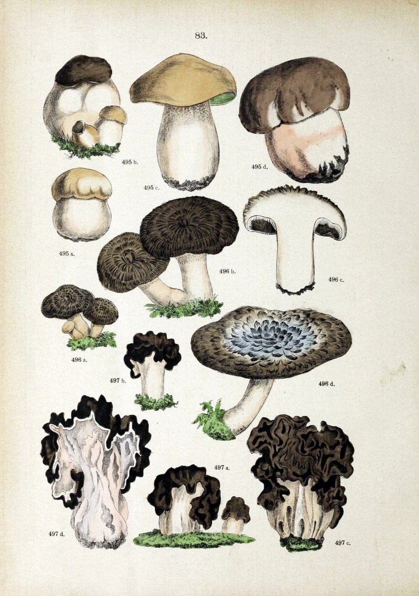 Botanischer bilder-atlas nach De Candolle's NatuÃŒË†rlichem pflanzensystem /.Stuttgart :Ju | Atlases Botany Classification Germany "Pictorial works" Plants | Vintage Print Reproduction 463155