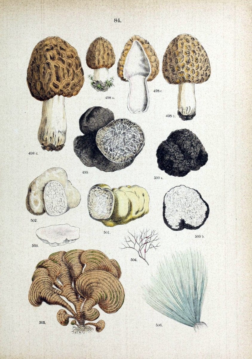 Botanischer bilder-atlas nach De Candolle's NatuÃŒË†rlichem pflanzensystem /.Stuttgart :Ju | Atlases Botany Classification Germany "Pictorial works" Plants | Vintage Print Reproduction 463156