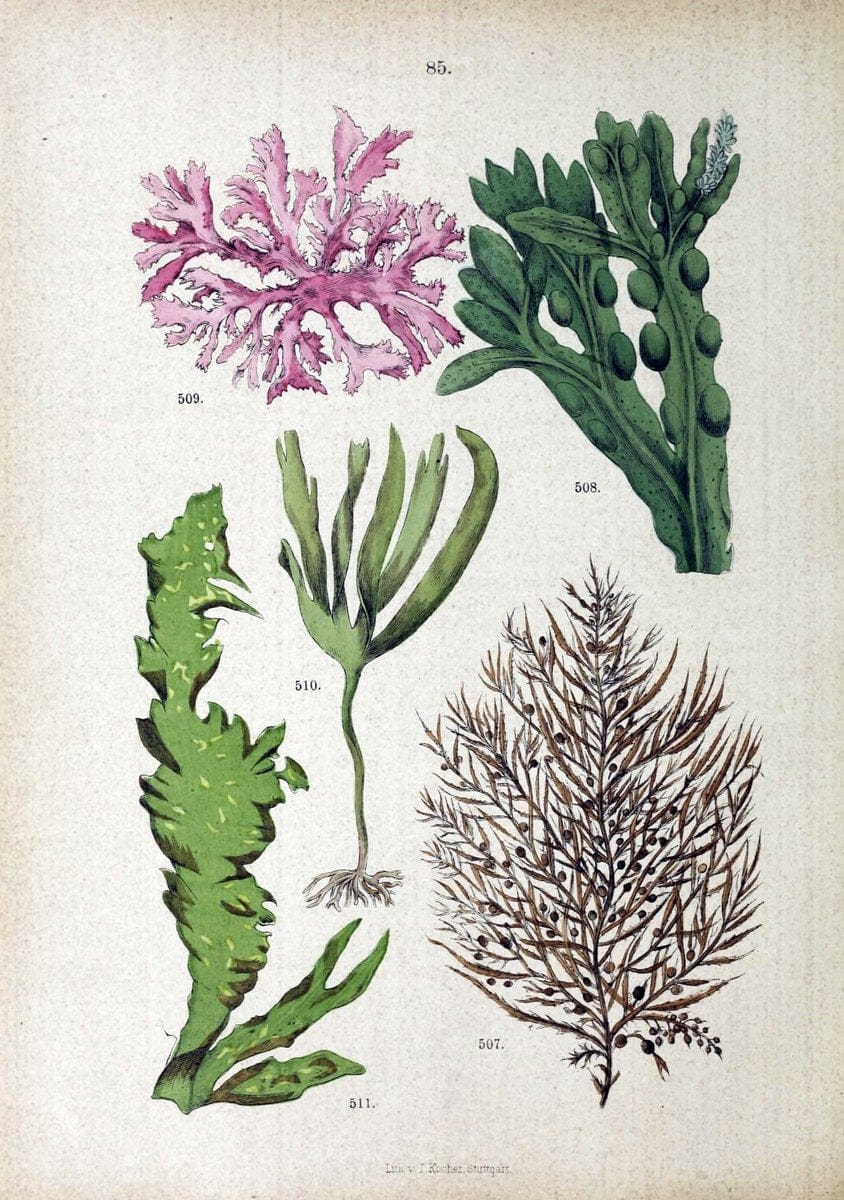 Botanischer bilder-atlas nach De Candolle's NatuÃŒË†rlichem pflanzensystem /.Stuttgart :Ju | Atlases Botany Classification Germany "Pictorial works" Plants | Vintage Print Reproduction 463157