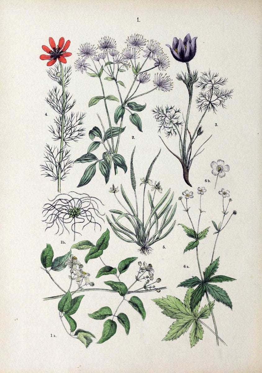 Botanischer bilder-atlas nach De Candolle's NatuÃŒË†rlichem pflanzensystem /.Stuttgart :Ju | Atlases Botany Classification Germany "Pictorial works" Plants | Vintage Print Reproduction 463158