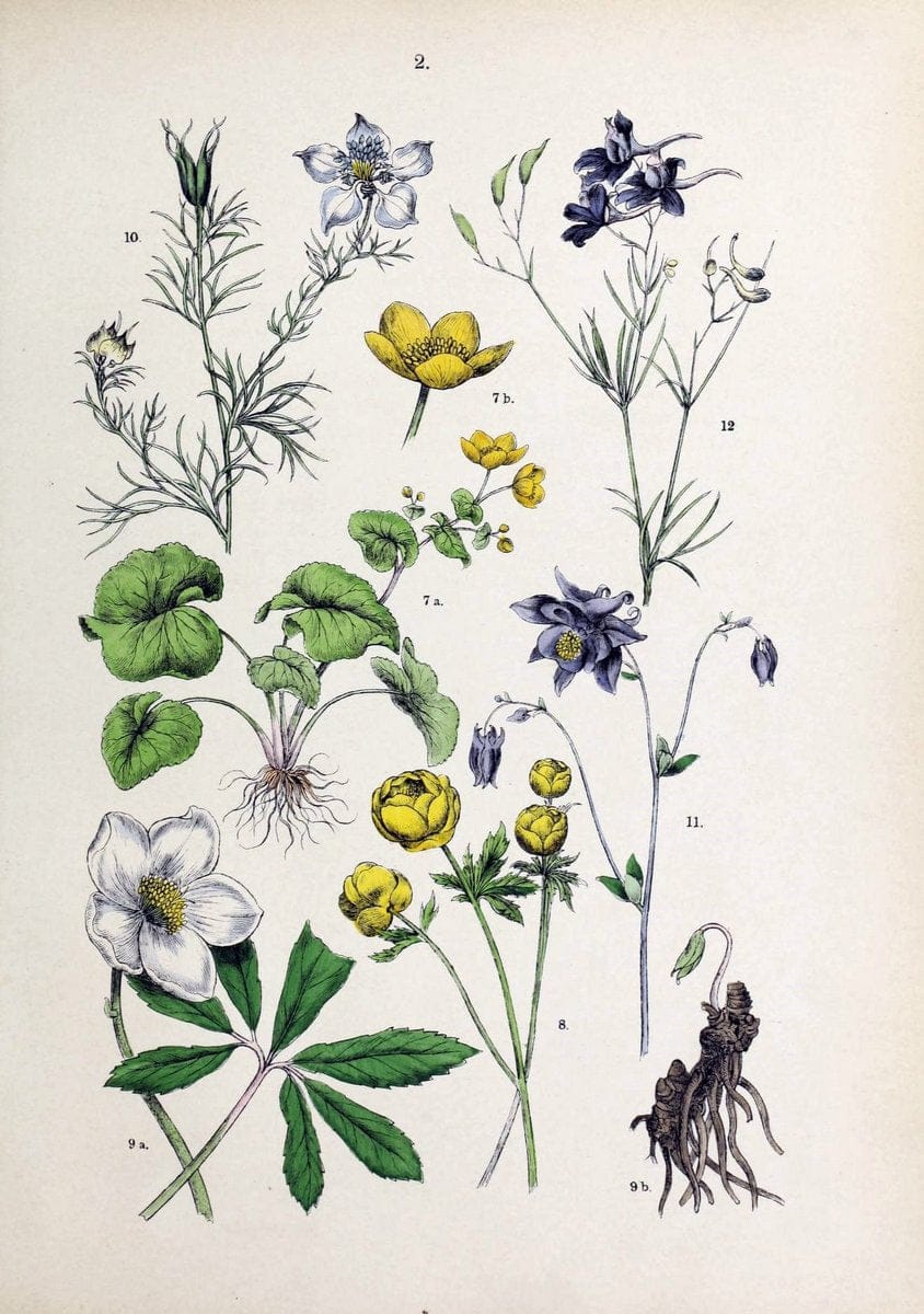 Botanischer bilder-atlas nach De Candolle's NatuÃŒË†rlichem pflanzensystem /.Stuttgart :Ju | Atlases Botany Classification Germany "Pictorial works" Plants | Vintage Print Reproduction 463159