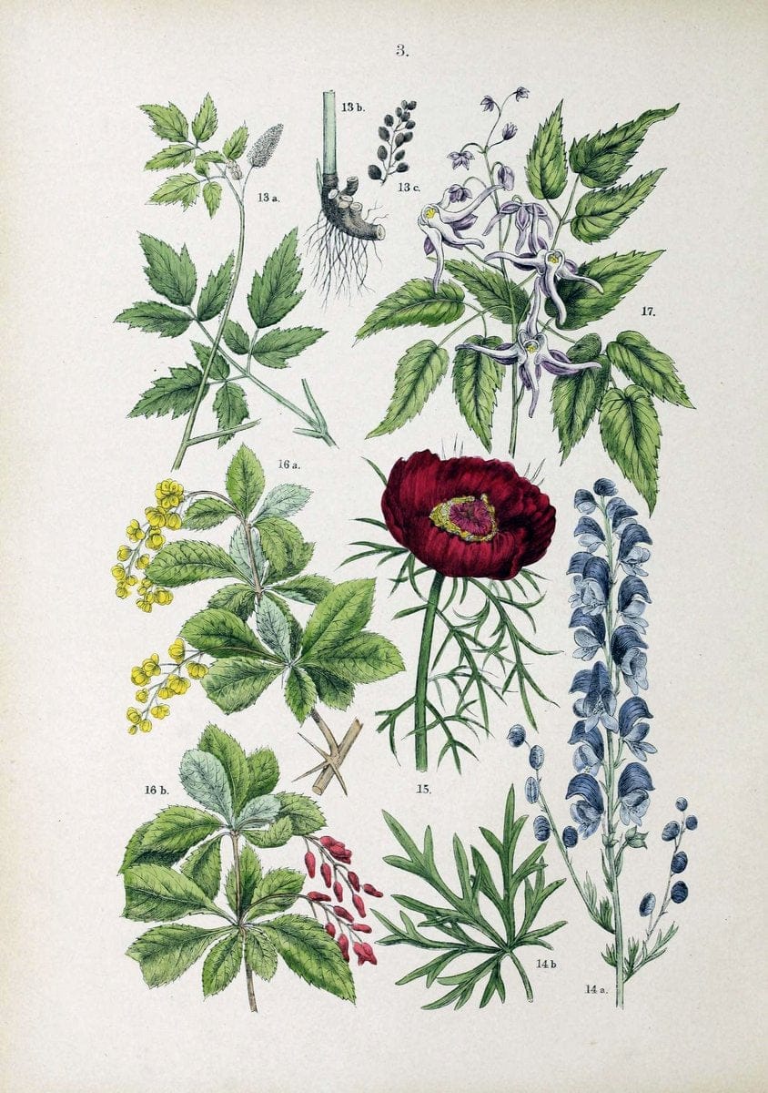 Botanischer bilder-atlas nach De Candolle's NatuÃŒË†rlichem pflanzensystem /.Stuttgart :Ju | Atlases Botany Classification Germany "Pictorial works" Plants | Vintage Print Reproduction 463160