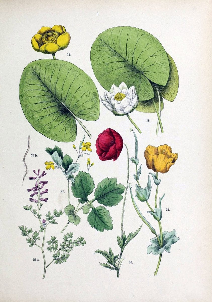 Botanischer bilder-atlas nach De Candolle's NatuÃŒË†rlichem pflanzensystem /.Stuttgart :Ju | Atlases Botany Classification Germany "Pictorial works" Plants | Vintage Print Reproduction 463161