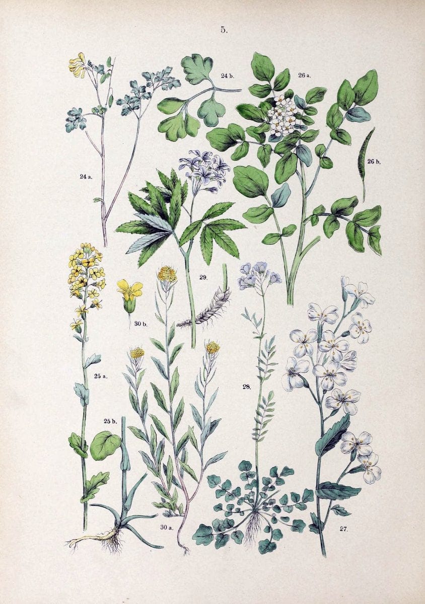 Botanischer bilder-atlas nach De Candolle's NatuÃŒË†rlichem pflanzensystem /.Stuttgart :Ju | Atlases Botany Classification Germany "Pictorial works" Plants | Vintage Print Reproduction 463162